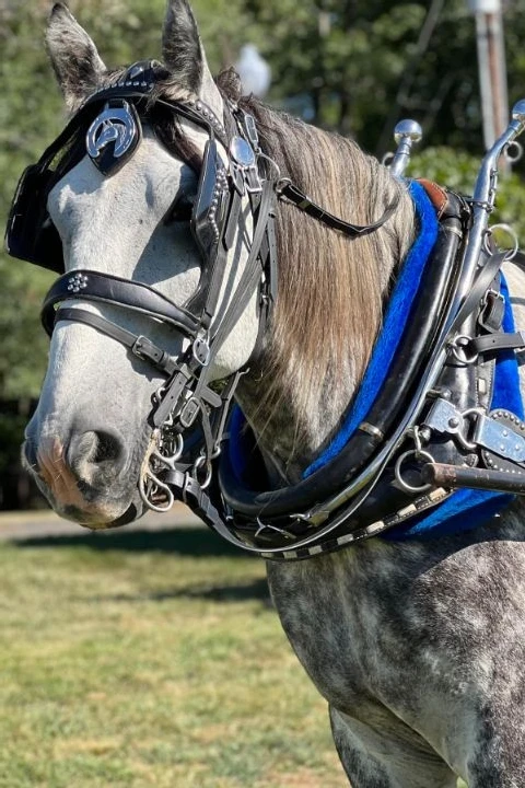 Southern Charm Carriages